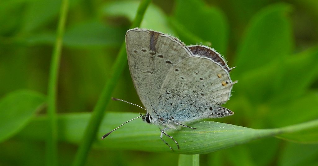 Modraszek argiades (Cupido argiades)