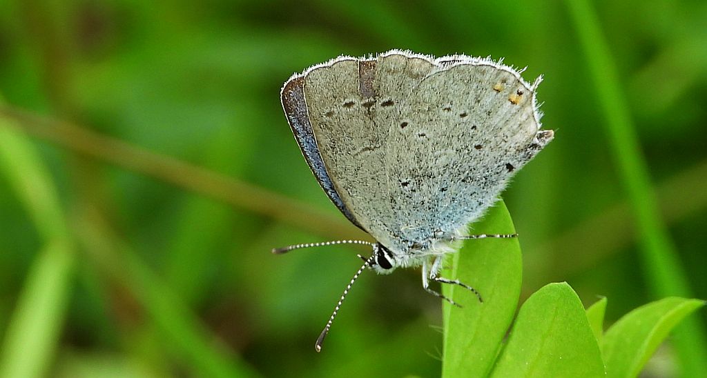 Modraszek argiades (Cupido argiades)