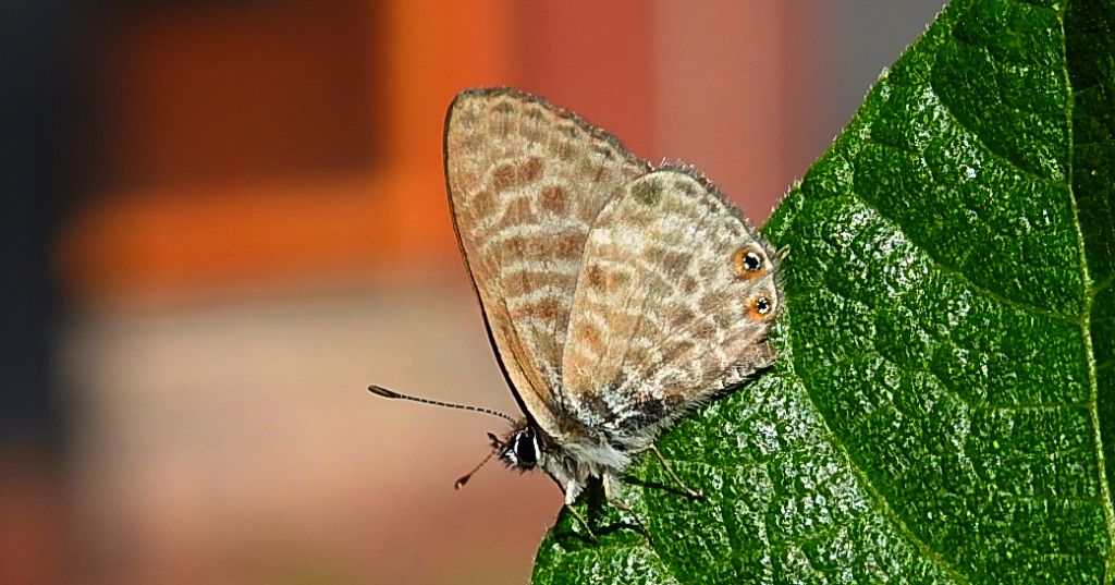 Modrogończyk wędrowiec (Leptotes pirithous)
