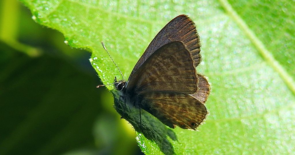 Modrogończyk wędrowiec (Leptotes pirithous)
