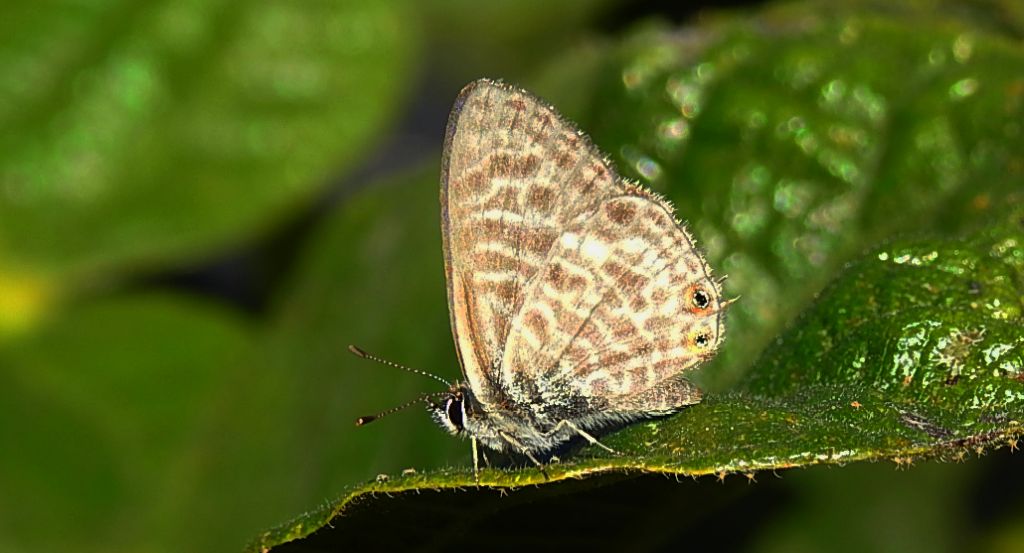 Modrogończyk wędrowiec (Leptotes pirithous)