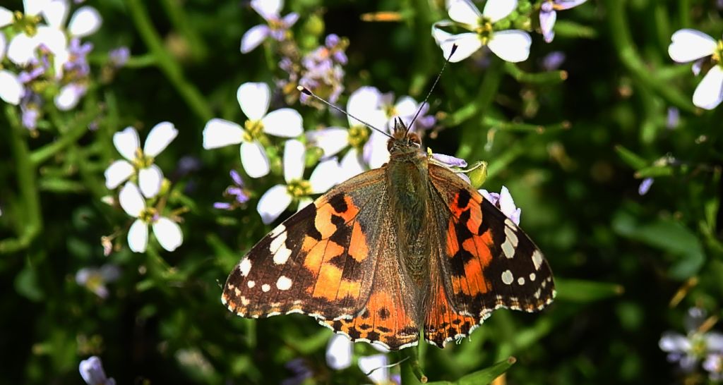Rusałka osetnik (Vanessa cardui, syn. Cynthia cardui)