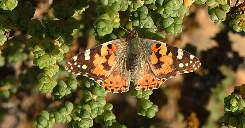 Rusałka osetnik (Vanessa cardui, syn. Cynthia cardui)
