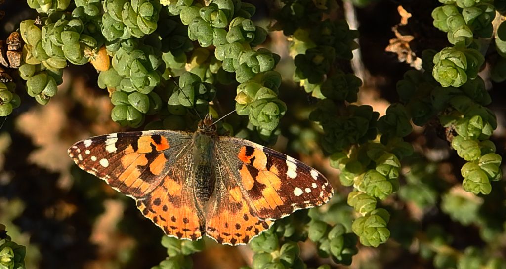 Rusałka osetnik (Vanessa cardui, syn. Cynthia cardui)