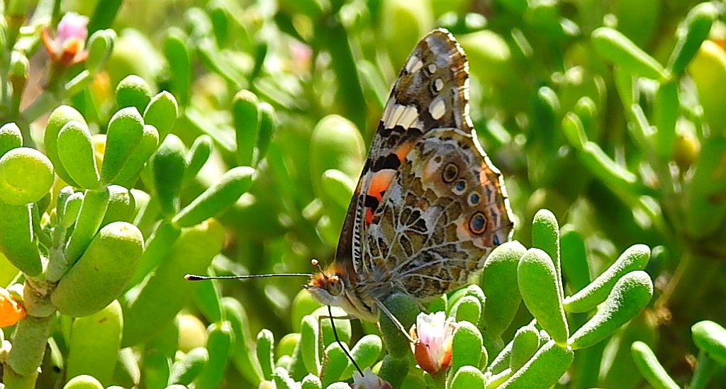 Rusałka osetnik (Vanessa cardui, syn. Cynthia cardui)