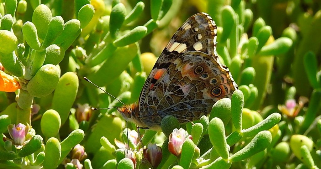 Rusałka osetnik (Vanessa cardui, syn. Cynthia cardui)