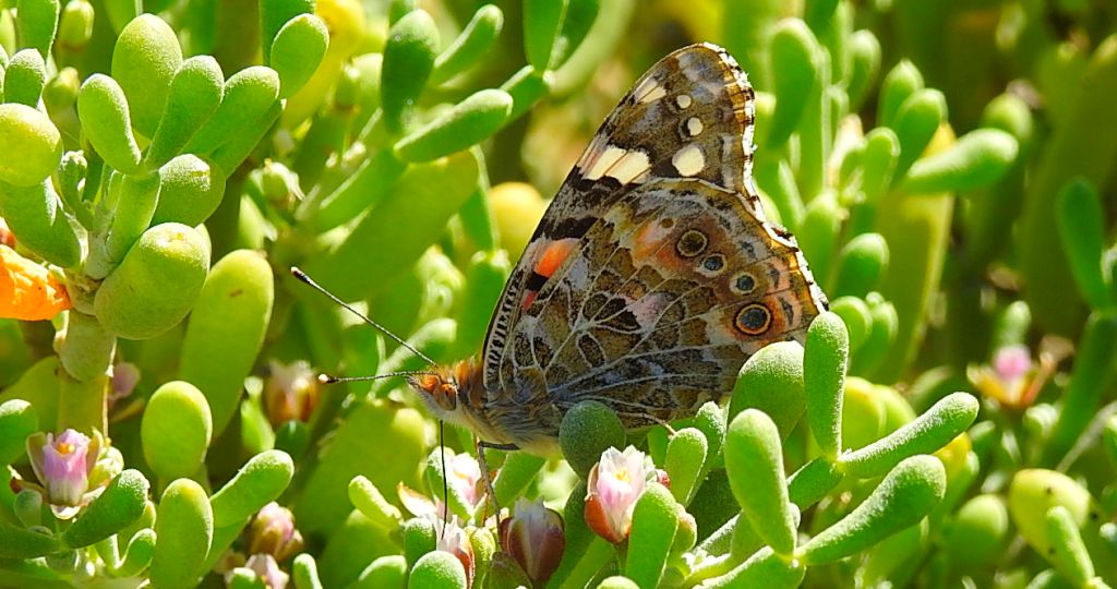 Rusałka osetnik (Vanessa cardui, syn. Cynthia cardui)