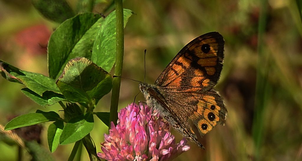 Osadnik megera (Lasiommata megera)