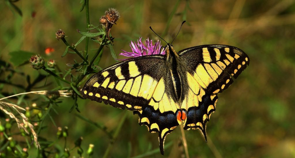 Paź królowej (Papilio machaon)
