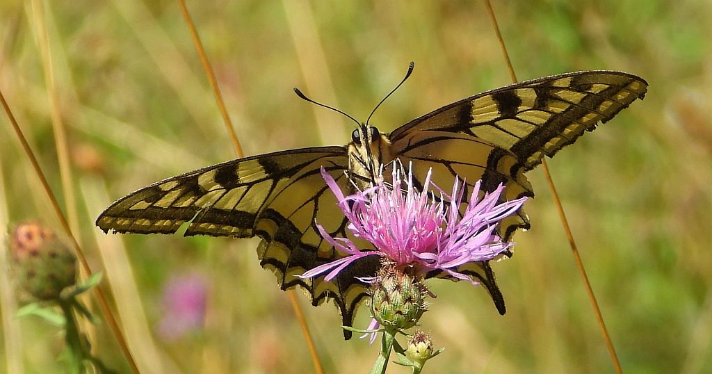 Paź królowej (Papilio machaon)