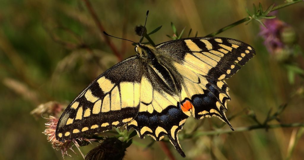 Paź królowej (Papilio machaon)