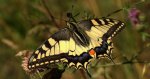 Paź królowej (Papilio machaon)
