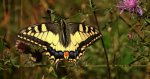 Paź królowej (Papilio machaon)
