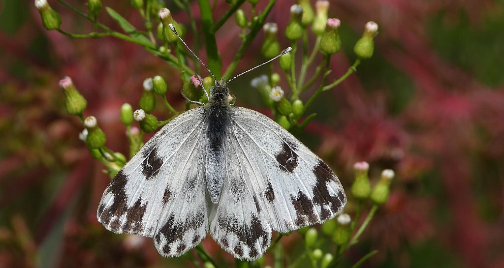 Bielinek rukiewnik, białawiec rukiewnik (Pontia edusa)