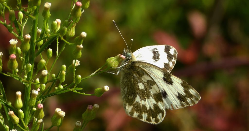 Bielinek rukiewnik, białawiec rukiewnik (Pontia edusa)