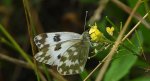 Bielinek rukiewnik, białawiec rukiewnik (Pontia edusa)