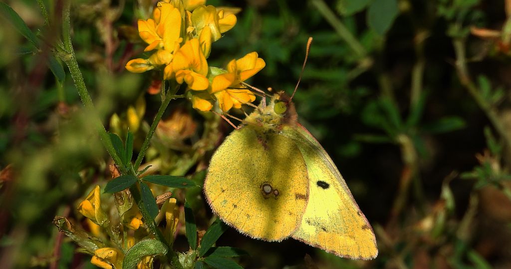 Szlaczkoń siarecznik (Colias hyale)