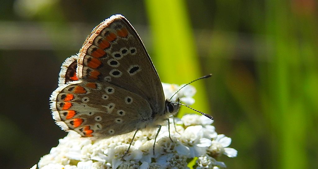 Modraszek agestis (Aricia agestis)