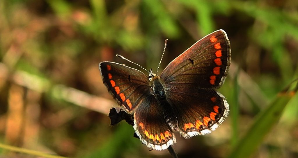 Modraszek agestis (Aricia agestis)
