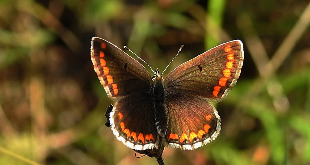 Modraszek agestis (Aricia agestis)