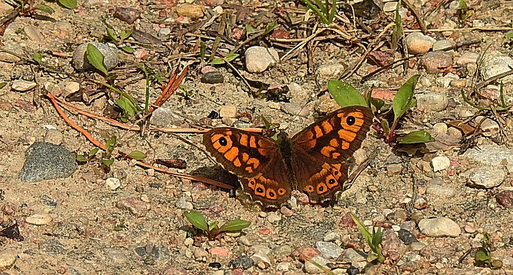 Osadnik megera (Lasiommata megera)