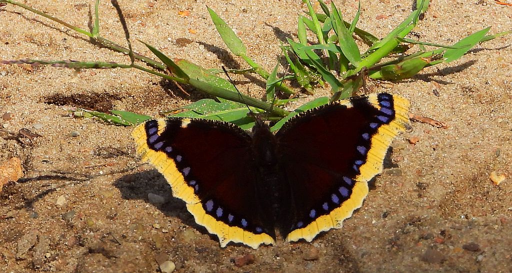 Rusałka żałobnik (Nymphalis antiopa)