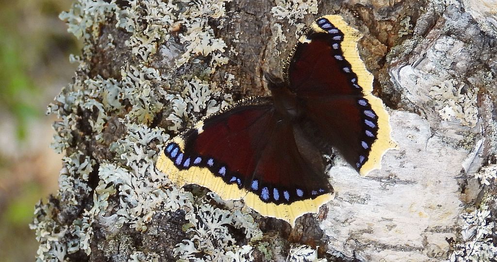 Rusałka żałobnik (Nymphalis antiopa)