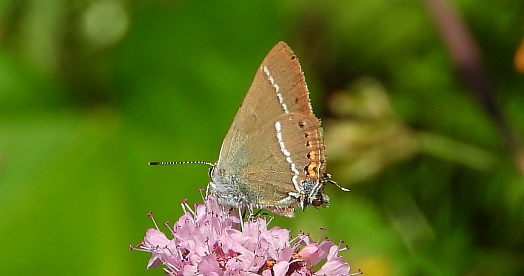 Ogończyk tarninowiec (Satyrium spini)