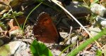 Górówka boruta (Erebia ligea)
