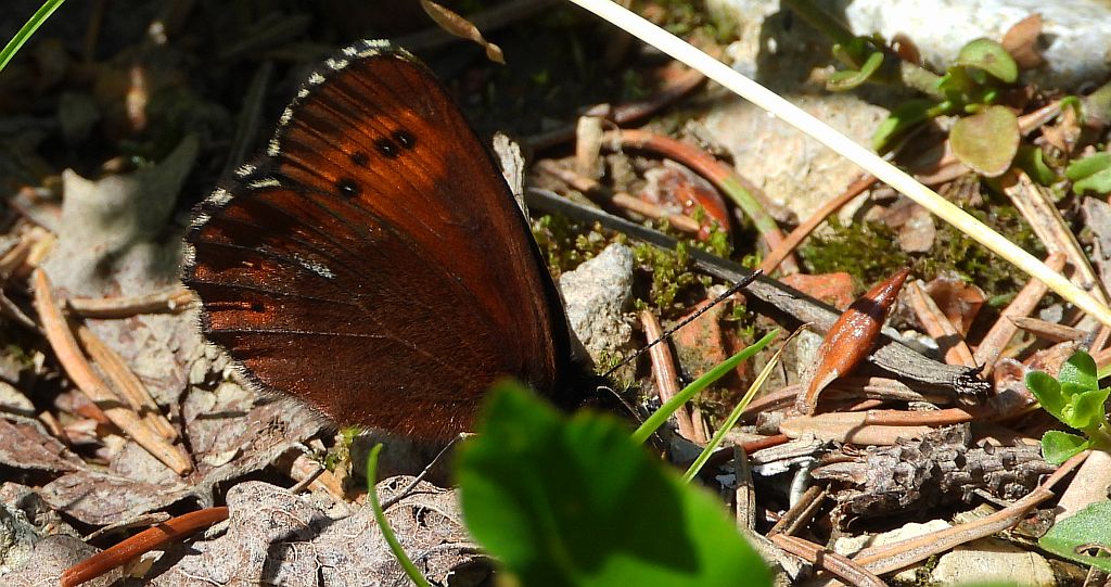 Górówka boruta (Erebia ligea)
