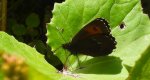 Górówka boruta (Erebia ligea)