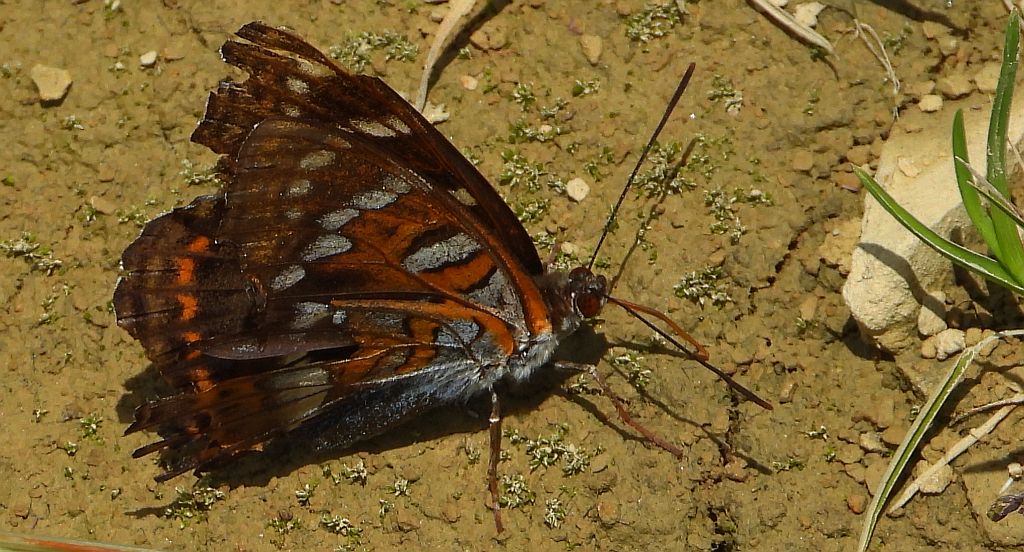 Pokłonnik osinowiec (Limenitis populi)
