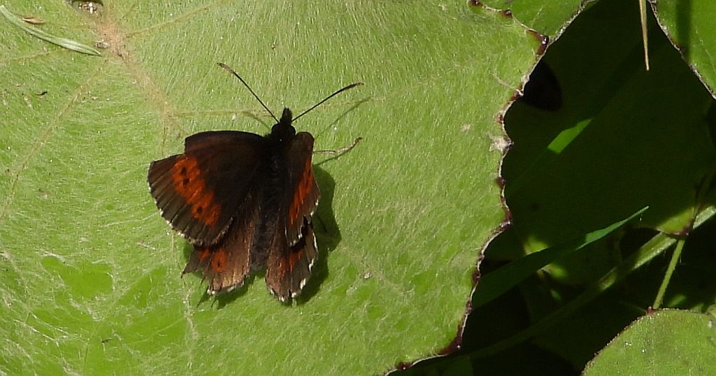Górówka euriala (Erebia euryale)