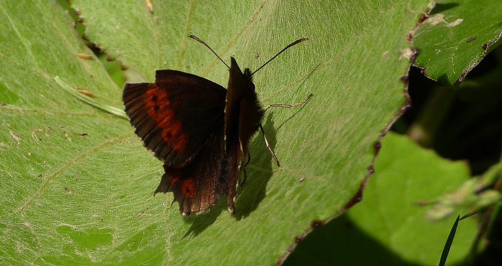 Górówka euriala (Erebia euryale)