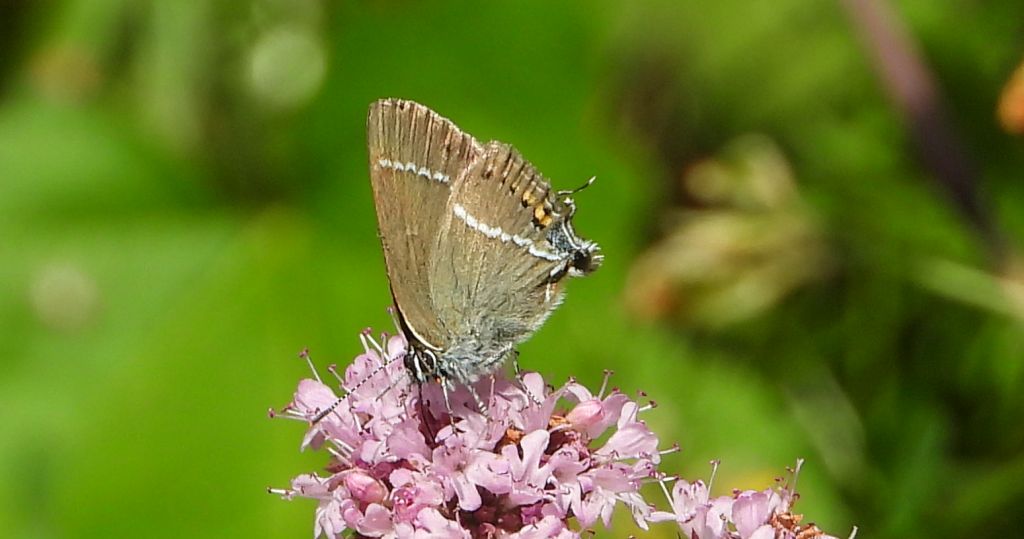 Ogończyk tarninowiec (Satyrium spini)