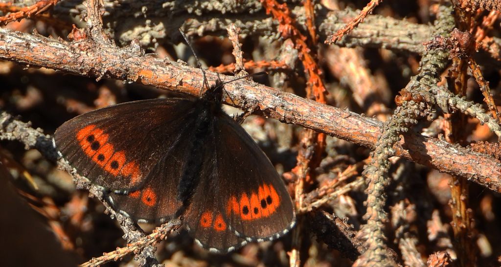 Górówka euriala (Erebia euryale)