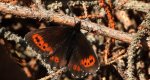Górówka euriala (Erebia euryale)