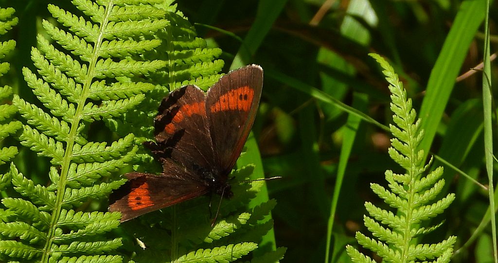 Górówka euriala (Erebia euryale)
