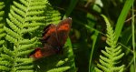 Górówka euriala (Erebia euryale)