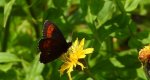 Górówka euriala (Erebia euryale)