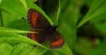 Górówka euriala (Erebia euryale)
