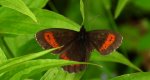 Górówka euriala (Erebia euryale)