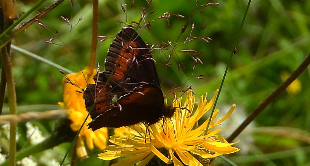 Górówka euriala (Erebia euryale)