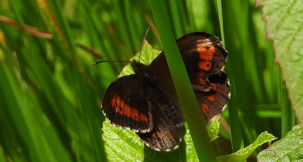 Górówka euriala (Erebia euryale)