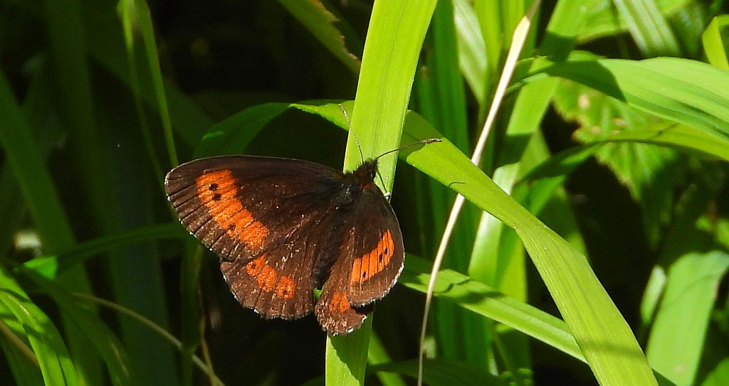 Górówka euriala (Erebia euryale)