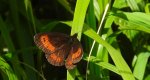 Górówka euriala (Erebia euryale)