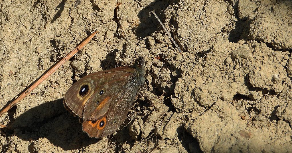 Osadnik kostrzewiec (Lasiommata maera)