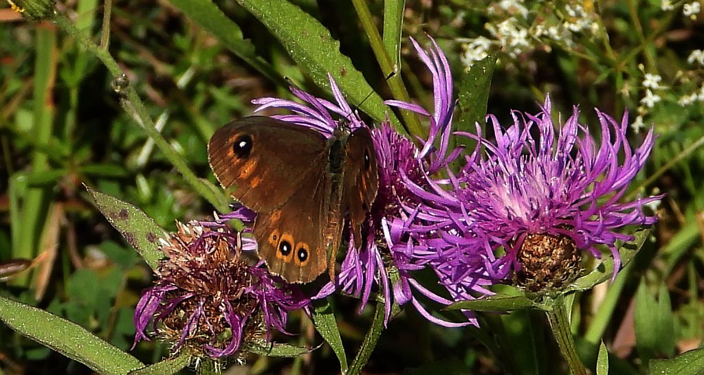 Osadnik kostrzewiec (Lasiommata maera)