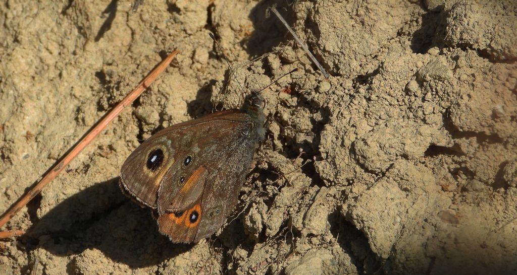 Osadnik kostrzewiec (Lasiommata maera)
