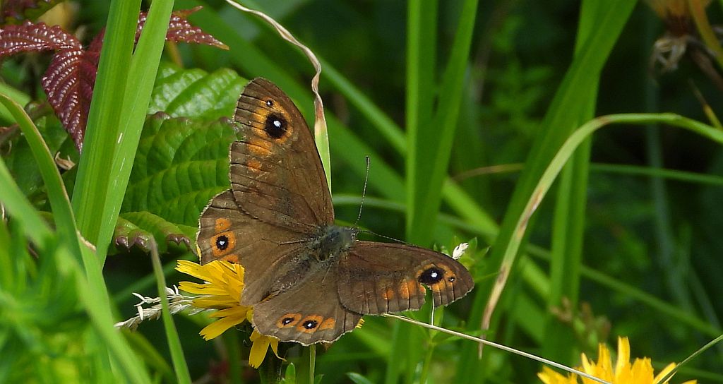 Osadnik kostrzewiec (Lasiommata maera)